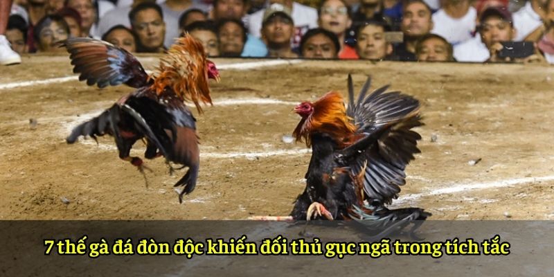 7 thế gà đá đòn độc khiến đối thủ gục ngã trong tích tắc