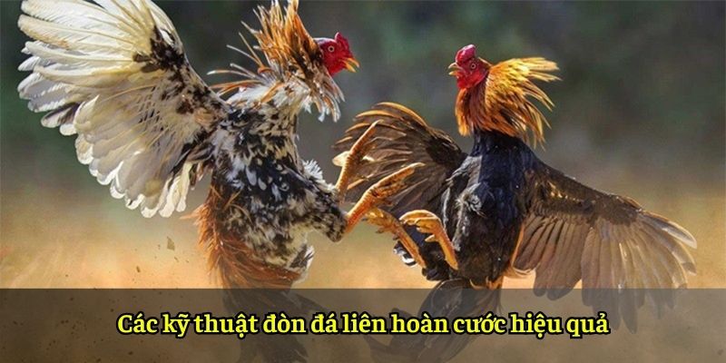 Các kỹ thuật đòn đá liên hoàn cước hiệu quả