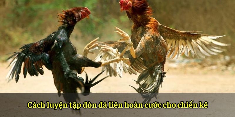 Cách luyện tập đòn đá liên hoàn cước cho chiến kê