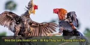 Đòn Đá Liên Hoàn Cước – Bí Kíp Tăng Sát Thương Hủy Diệt