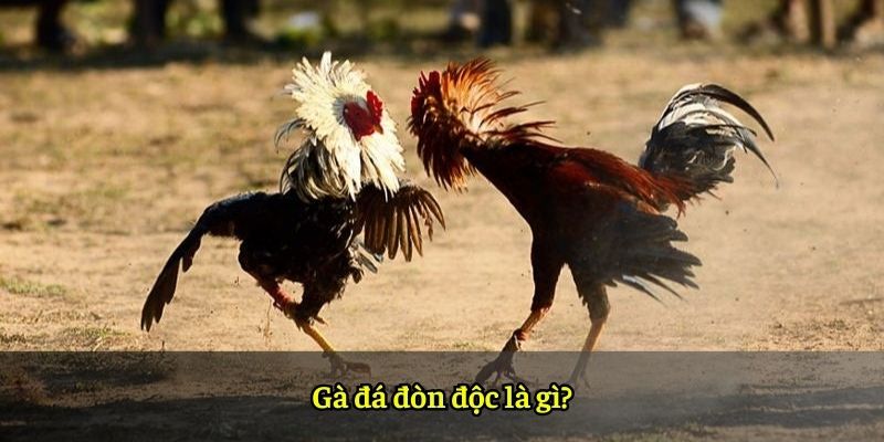 Gà đá đòn độc là gì?
