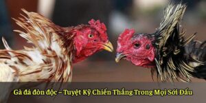 Gà đá đòn độc – Tuyệt Kỹ Chiến Thắng Trong Mọi Sới Đấu