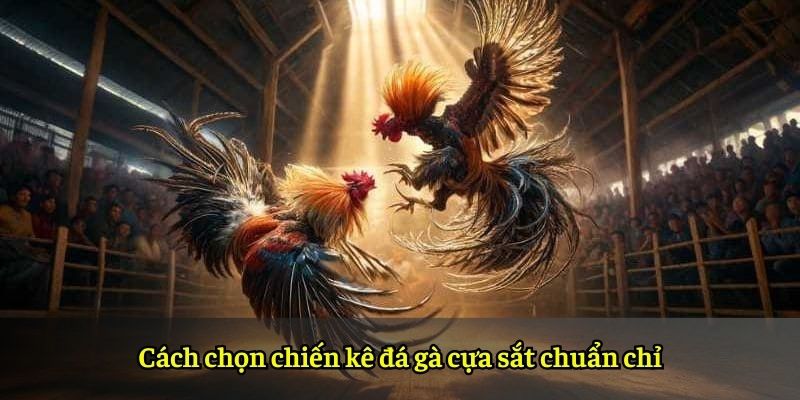 Cách chọn chiến kê đá gà cựa sắt chuẩn chỉ