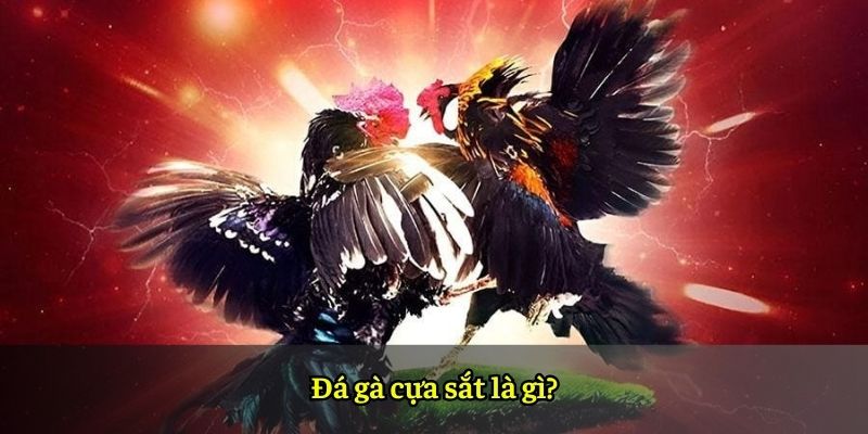 Đá gà cựa sắt là gì?