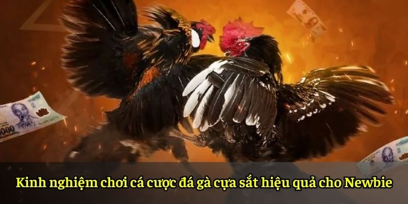 Kinh nghiệm chơi cá cược đá gà cựa sắt hiệu quả cho Newbie
